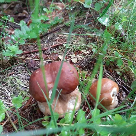 затишна хата